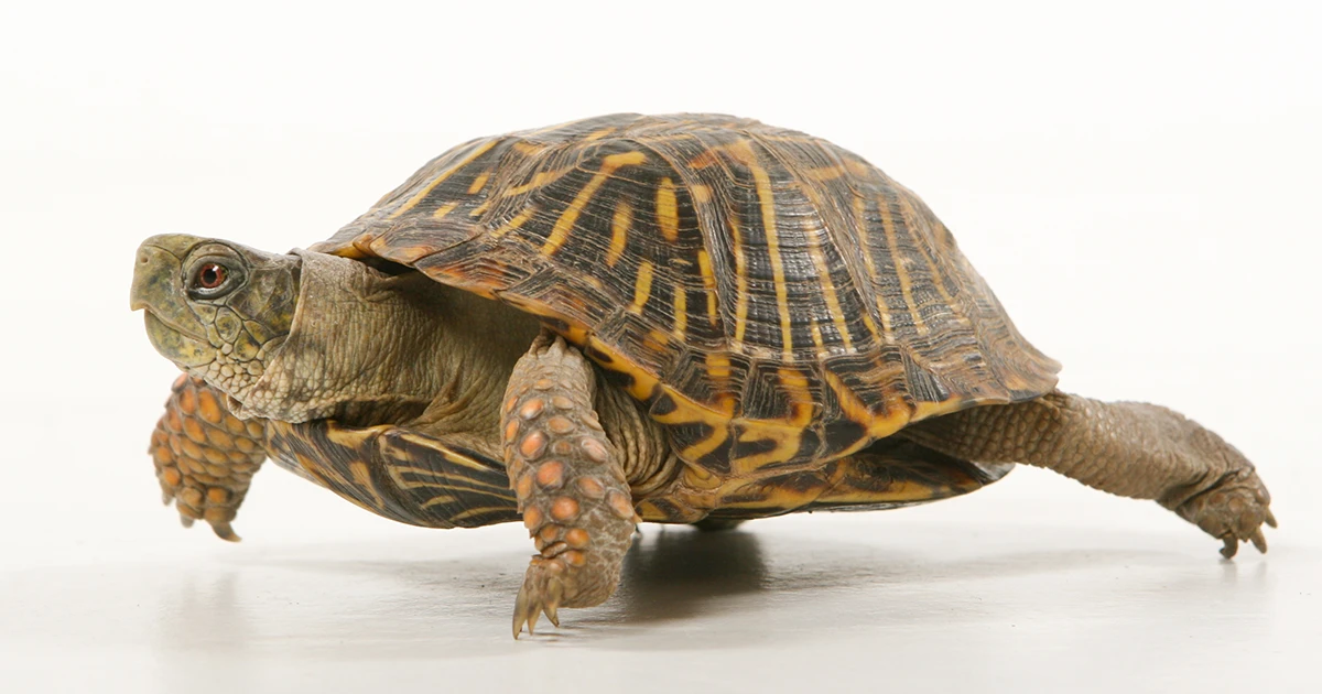 ¿Cómo se le da agua a una tortuga?