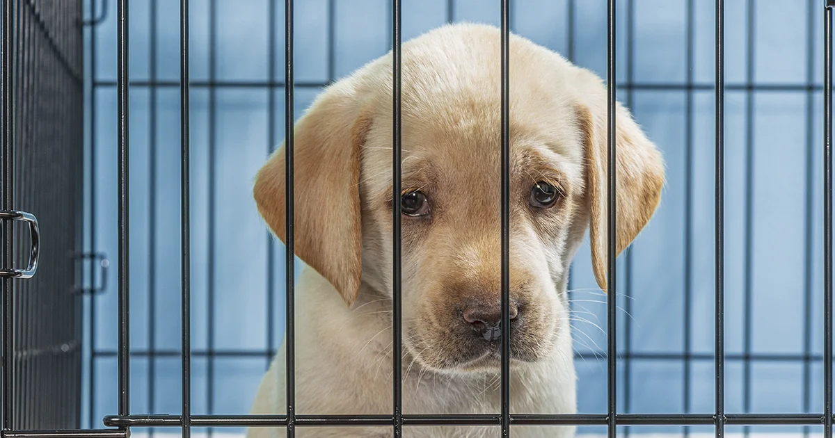 ¿Cómo enseñar a un perro a estar en su jaula?