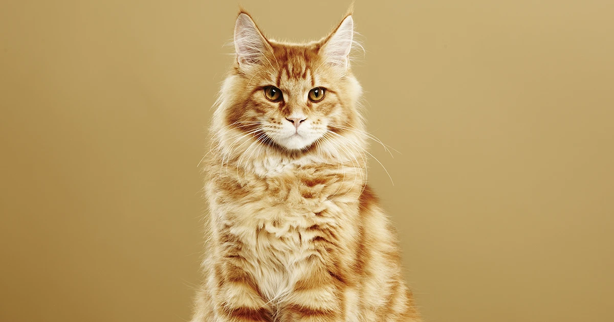 ¿Cuántos años puede vivir un Maine Coon?