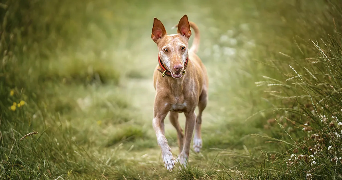 ¿Cómo es el carácter de un perro podenco_ copia.webp