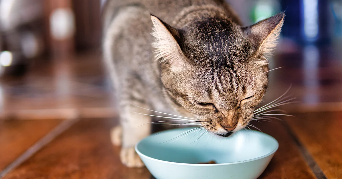 ¿Cómo funciona la fuente de agua para gatos?
