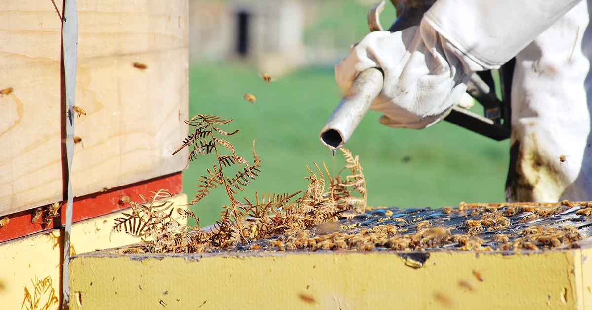 Cum să scapi de un cuib de viespi?