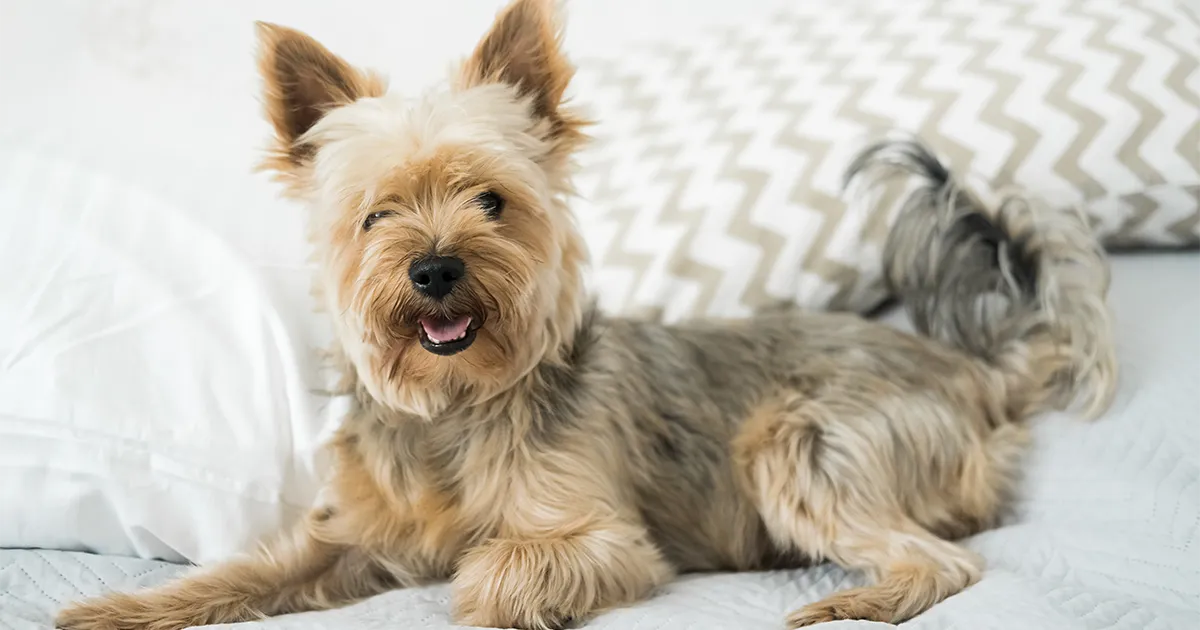 ¿Cómo son los perros Yorkshire_ copia.webp