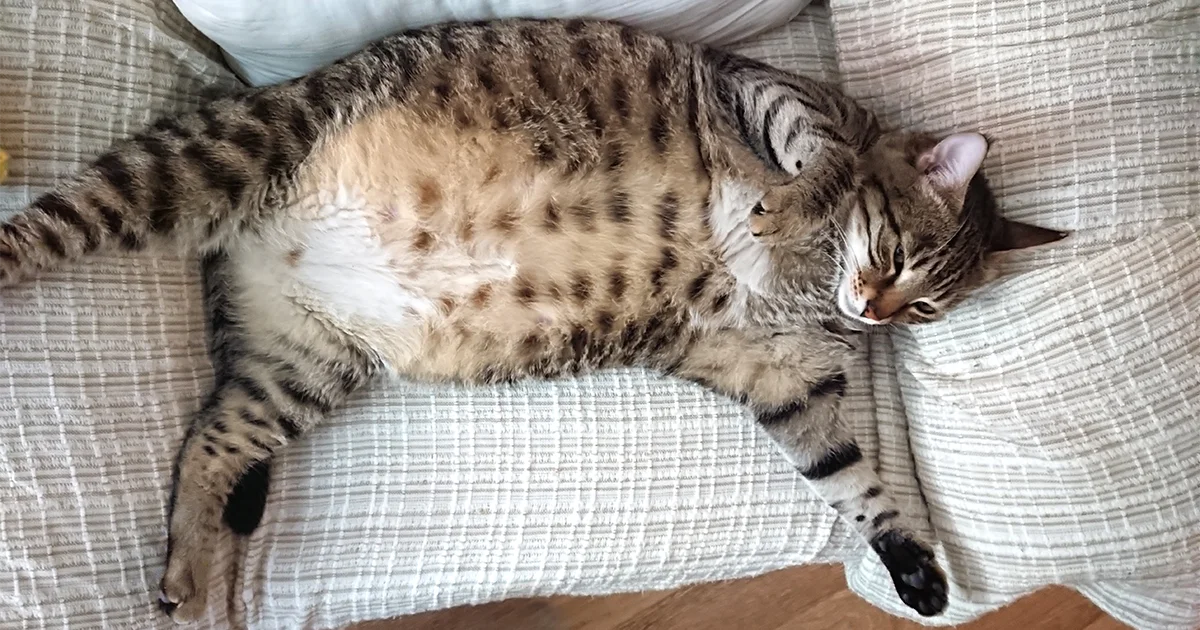 ¿Cuánto tiempo tarda una gata en entrar en celo después de parir?