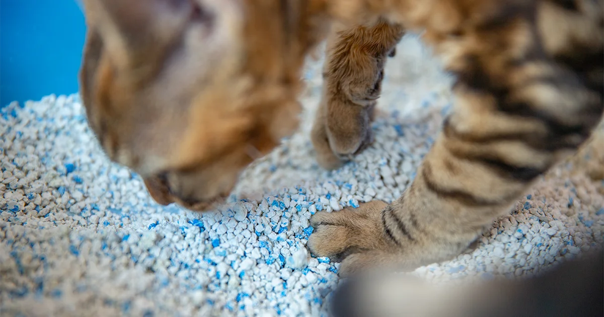 ¿Dónde se debe poner el arenero de un gato?