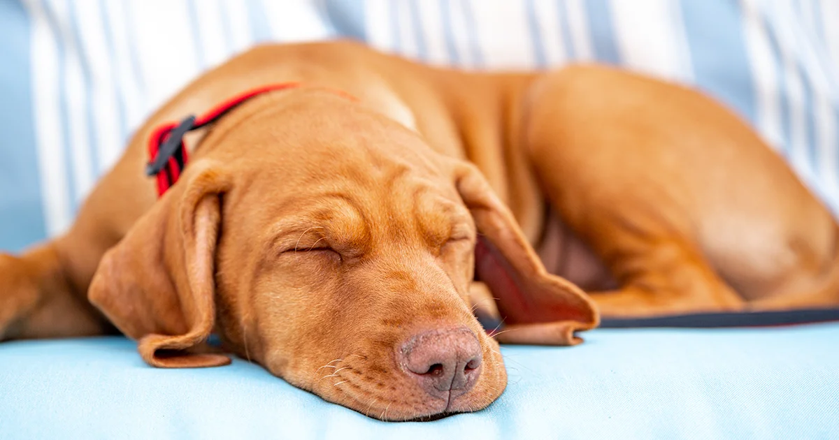 ¿Dónde se debe ubicar la cama del perro?