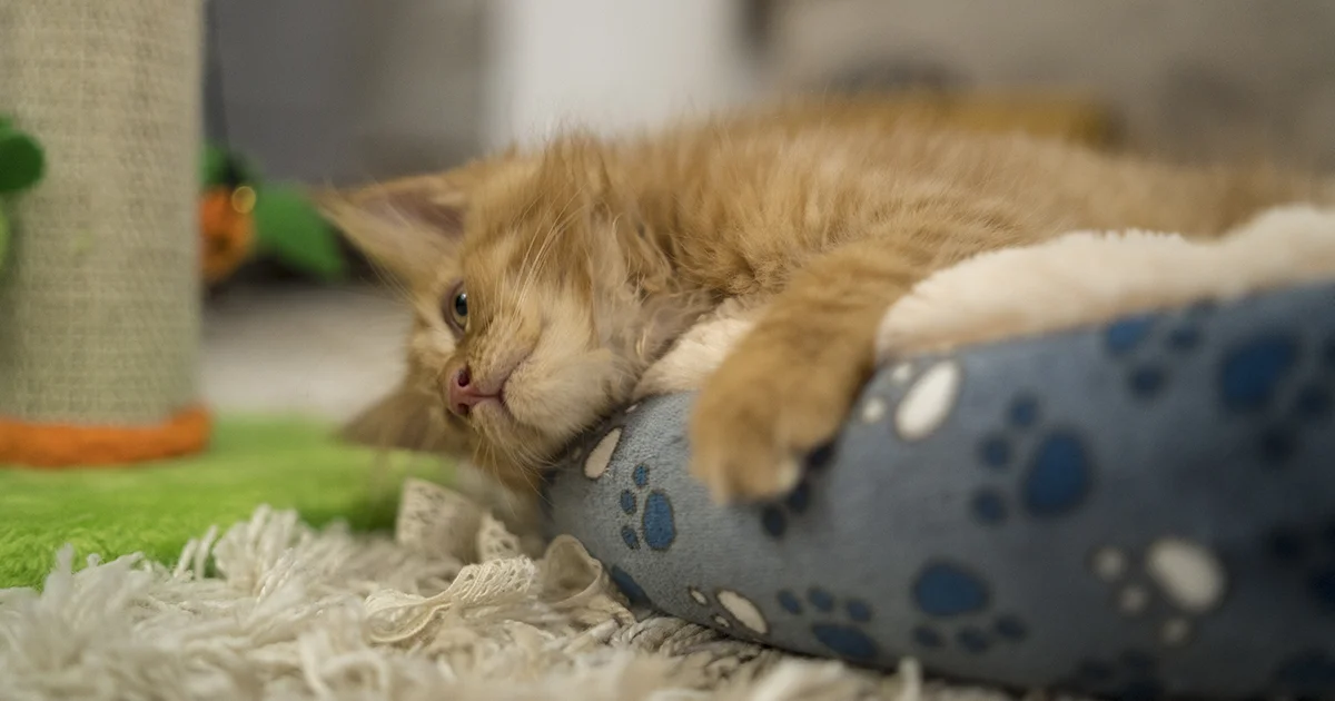 ¿Por qué los gatos necesitan rascadores?