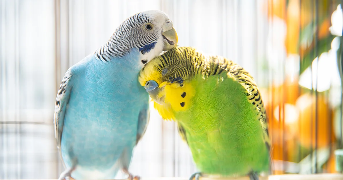 ¿Qué debe tener una jaula para pájaros?