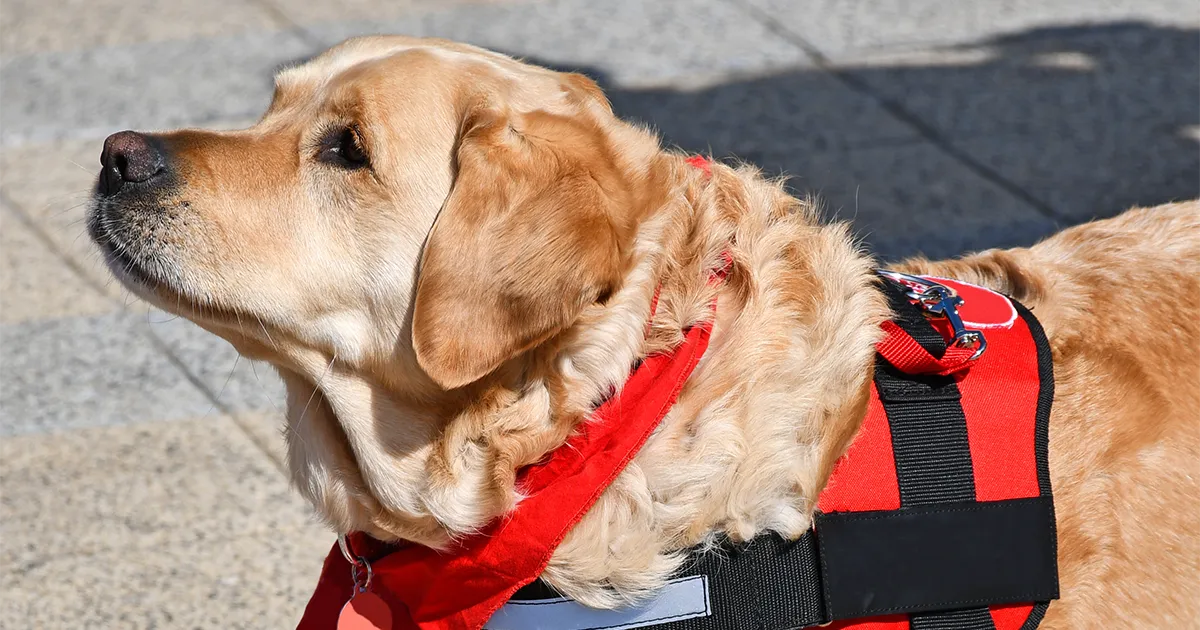 ¿Qué es mejor la pipeta o el collar antiparasitario_ 2 copia.webp