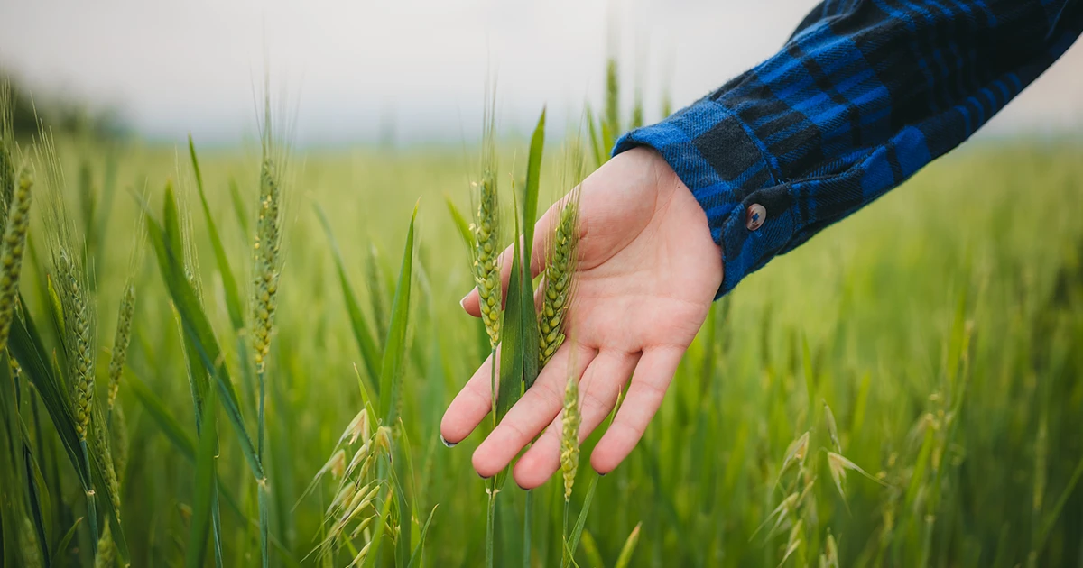 ¿Qué es un cementerio verde?