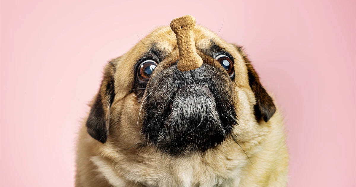 ¿Qué cubre el seguro obligatorio para perros?