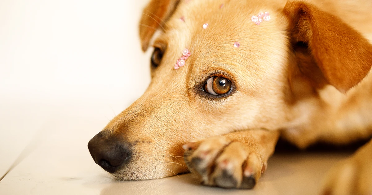 ¿Cómo se contagia la leishmaniasis de perros a humanos?