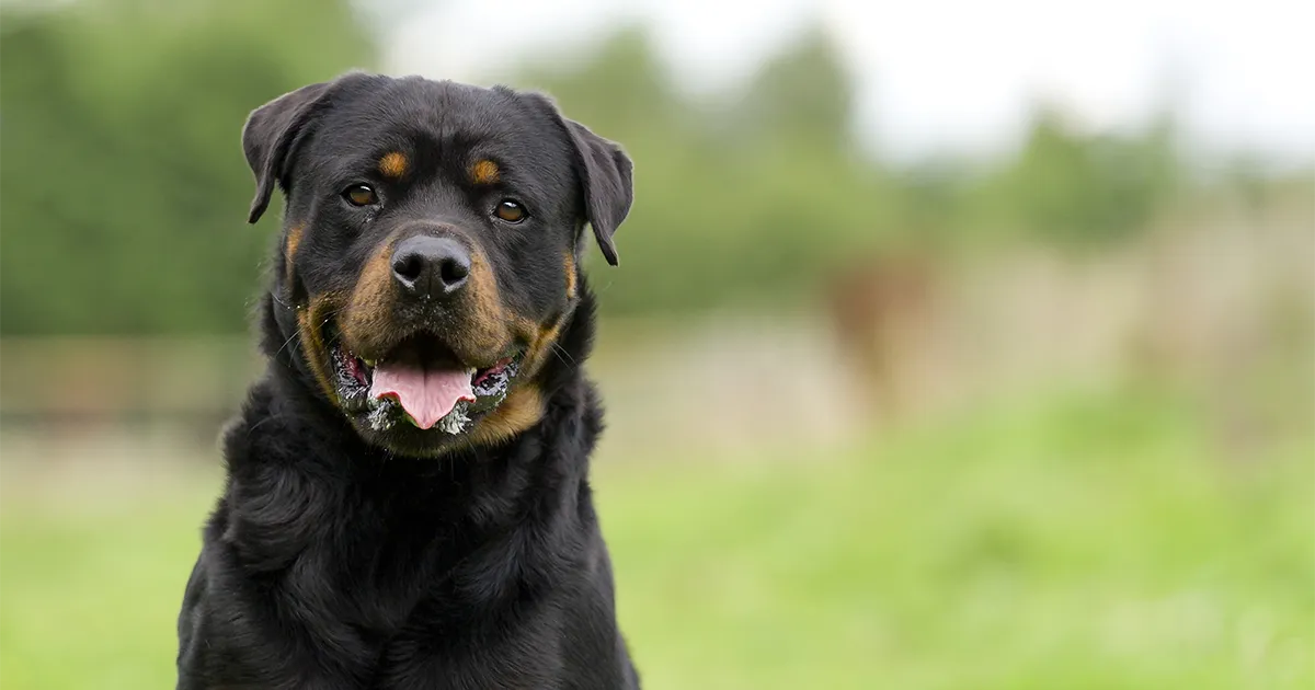 ¿Qué tan bueno es tener un rottweiler_ copia.webp