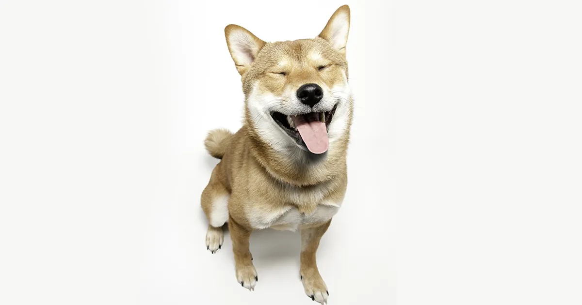 ¿Qué tiene de especial shiba inu_ copia.webp