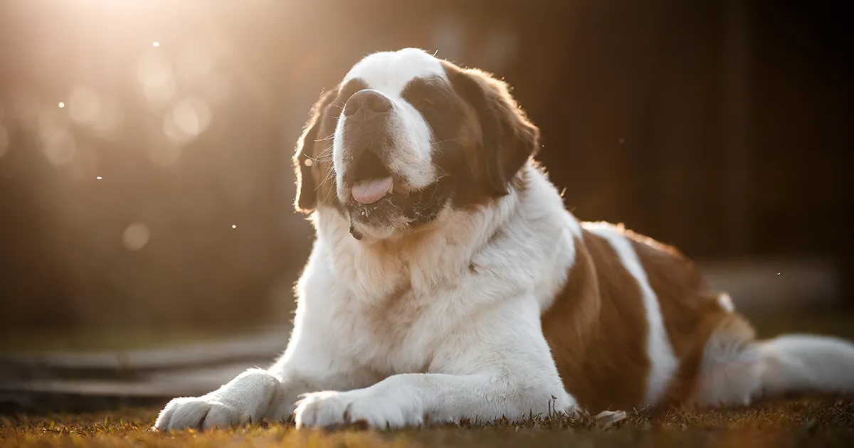 ¿Qué tienen de especial los perros San Bernardo_ 2 copia.webp