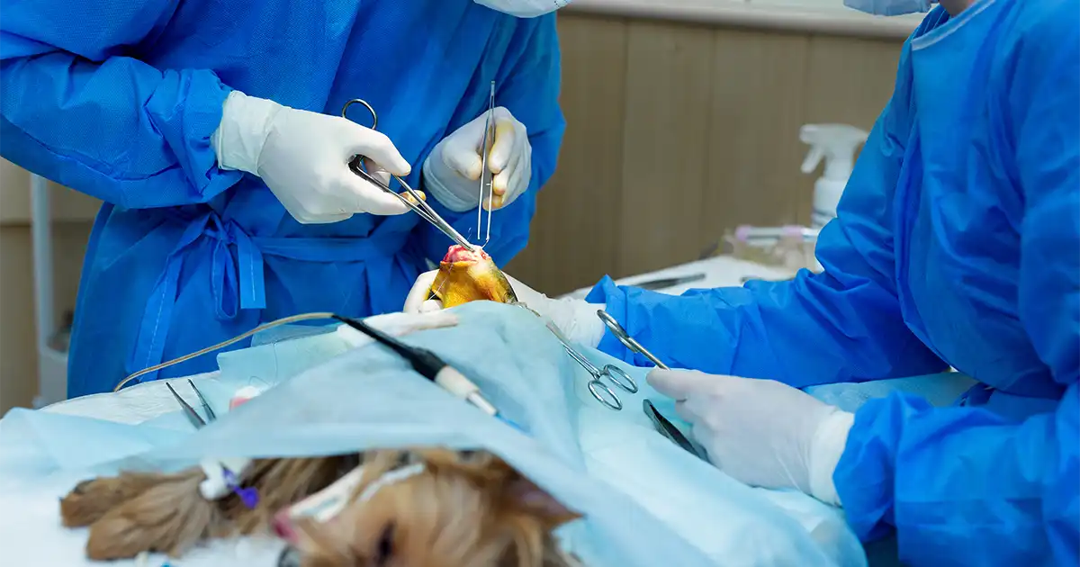 cirugia veterinaria 2.webp